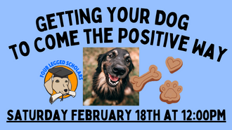 Getting Your Dog to Come the Positive Way