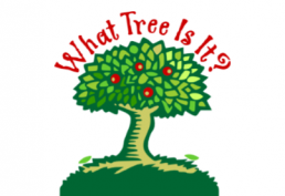 ohio tree identification guide